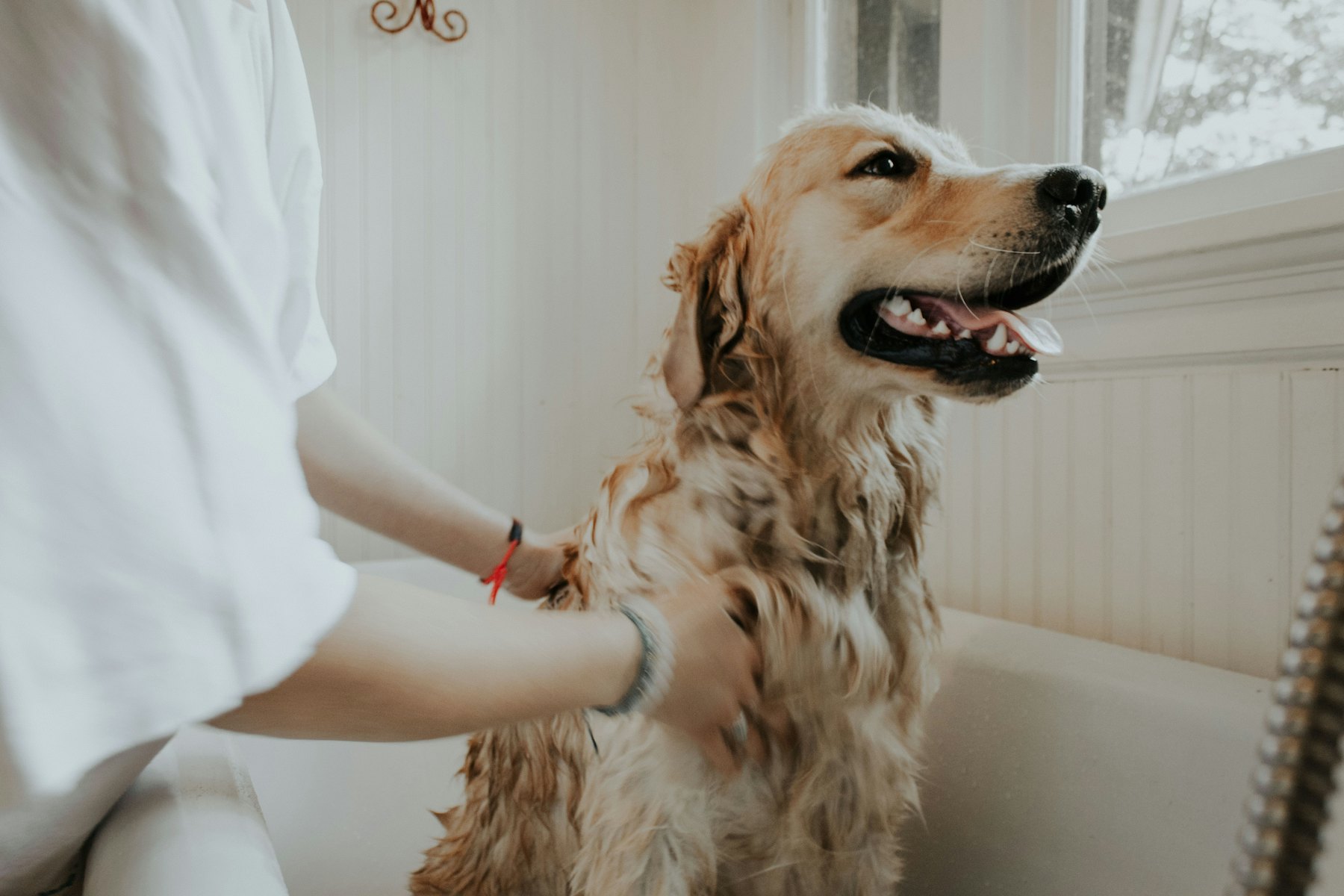 Veterinarian in a white coat examining a dog